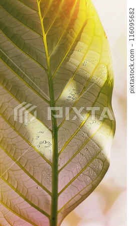 Backlit leaf closeup capturing intricate veins and patterns illuminated by sunlight 116095682