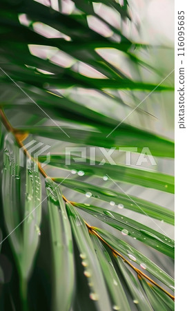 Witness with awe the splendor of palm leaves covered in dew, shining under the sunlight 116095685