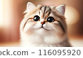 貓用大眼睛盯著我 116095920