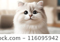 一隻表情豐富的貓用大眼睛盯著你 116095942