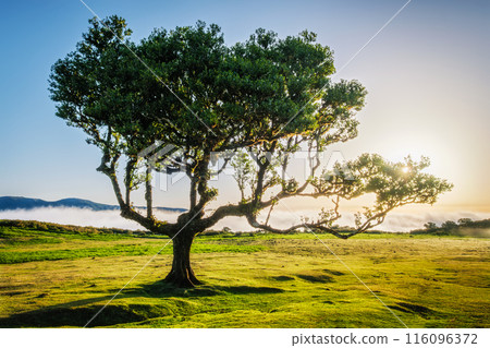Fanal forest on Madeira island, Portugal 116096372