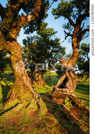 Fanal forest on Madeira island, Portugal 116096400