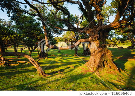 Fanal forest on Madeira island, Portugal 116096403