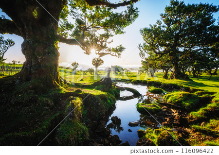 Fanal forest on Madeira island, Portugal Fanal forest on Madeira island, Portugal 116096422
