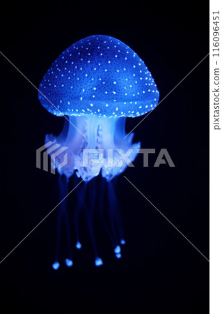 Tropical Jellyfish Phyllorhiza punctata white-spotted jellyfish underwater Tropical Jellyfish Phyllorhiza punctata white-spotted jellyfish underwater 116096451