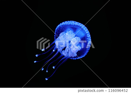 Tropical Jellyfish Phyllorhiza punctata white-spotted jellyfish underwater Tropical Jellyfish Phyllorhiza punctata white-spotted jellyfish underwater 116096452