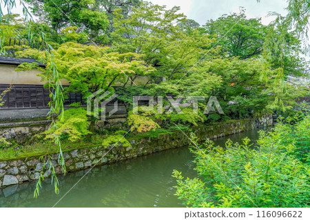 A scene of silence, old white walls and colorful young maple leaves 116096622