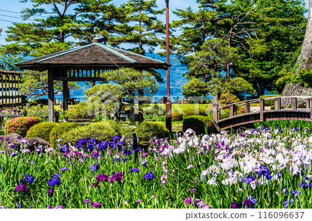 Iris in Omura Park [Omura City, Nagasaki Prefecture] 116096637