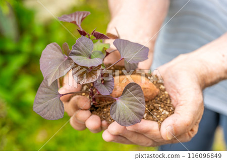 Annou potatoes, offering sprouted seed potatoes, farming, matching, successor Annou potatoes, offering sprouted seed potatoes, farming, matching, successor 116096849