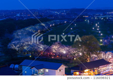 Top 100 Cherry Blossom Spots in Japan: Iwate, Kitakami Tenshochi, Illuminated Cherry Blossoms at Night 116096921