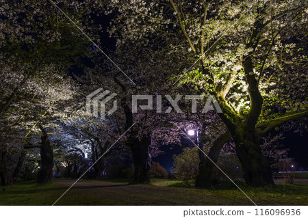 Top 100 Cherry Blossom Spots in Japan: Iwate, Kitakami Tenshochi, Illuminated Cherry Blossoms at Night Top 100 Cherry Blossom Spots in Japan: Iwate, Kitakami Tenshochi, Illuminated Cherry Blossoms at Night 116096936