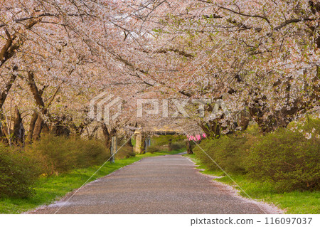 One of Japan's Top 100 Cherry Blossom Spots: Kitakami Tenshochi at Dusk in Iwate 116097037