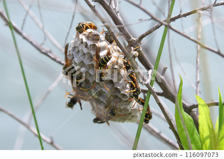 Futamon Asaki 116097073