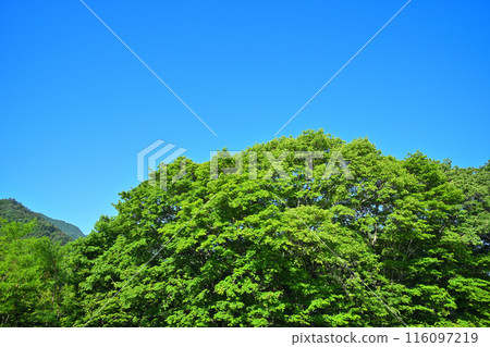 靠近猿京溫泉的國道 17 號線，清晨的陽光映照著新綠 116097219