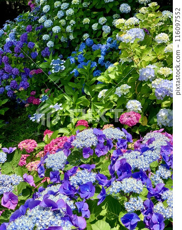 盛開的繡球花<片原溫泉繡球花村/愛知縣蒲郡市> 盛開的繡球花<片原溫泉繡球花村/愛知縣蒲郡市> 116097552