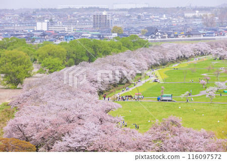 日本賞櫻勝地100選：岩手縣北上展覽區 116097572