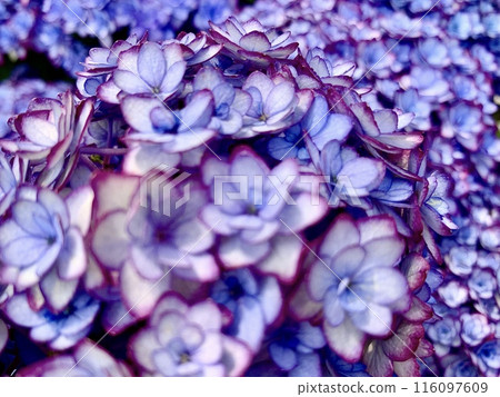 Close-up of Hydrangea (Hinamatsuri Luna Blue) petals (Katahara Onsen Hydrangea Village/Gamagori City, Aichi Prefecture) Close-up of Hydrangea (Hinamatsuri Luna Blue) petals (Katahara Onsen Hydrangea Village/Gamagori City, Aichi Prefecture) 116097609