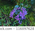 hydrangea   116097628