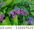 Purple hydrangea 116097629