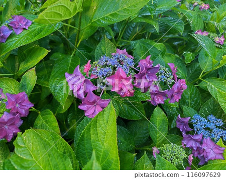 Purple hydrangea 116097629
