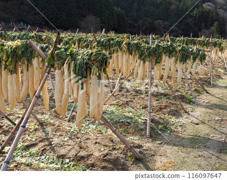 Scenery with cold-dried radishes Scenery with cold-dried radishes 116097647