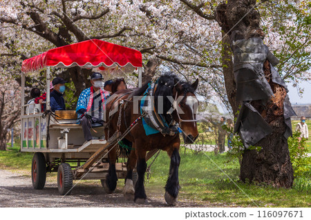 日本賞櫻百選之一的岩手縣北上展示區的觀光馬車 日本賞櫻百選之一的岩手縣北上展示區的觀光馬車 116097671