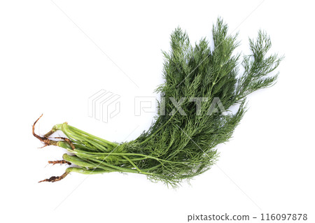 Fresh green dill on white. Fresh green dill on white. 116097878