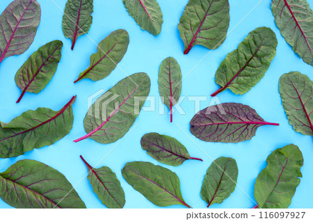 Swiss chard on blue background. Baby leaf swiss chard Swiss chard on blue background. Baby leaf swiss chard 116097927