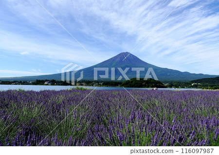 從薰衣草田看到夏天的富士山 116097987