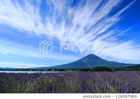 從薰衣草田看到的富士山 從薰衣草田看到的富士山 116097989
