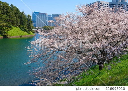 View of cherry blossoms and buildings from the moat of the Imperial Palace View of cherry blossoms and buildings from the moat of the Imperial Palace 116098010