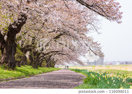 日本賞櫻勝地100選：岩手縣北上展覽區 116098011