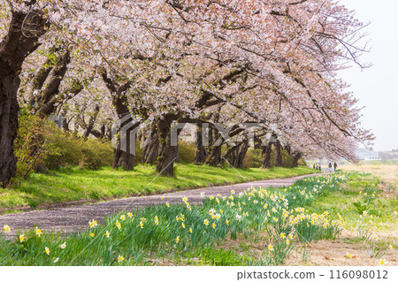 日本賞櫻勝地100選:岩手縣北上展覽區 日本賞櫻勝地100選:岩手縣北上展覽區 116098012