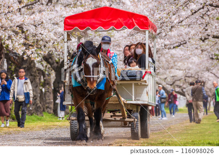 One of Japan's Top 100 Cherry Blossom Spots: Horse-drawn Carriage Tour in Kitakami Tenshochi, Iwate One of Japan's Top 100 Cherry Blossom Spots: Horse-drawn Carriage Tour in Kitakami Tenshochi, Iwate 116098026