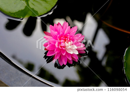 Beautiful pink and white water lily. Lotus water plant in a pot Beautiful pink and white water lily. Lotus water plant in a pot 116098054