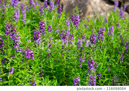 Beautiful angelonia goyazensis benth in the park 116098084