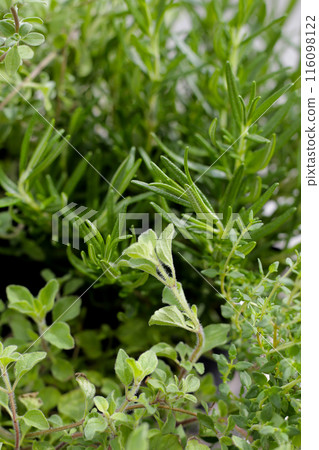 Fresh herbs in the garden 116098122