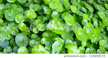 Centella asiatica (gotu kola). Fresh green leaves herb background. 116098155