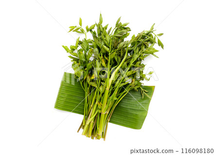 Green leaves of water dropwort plant 116098180