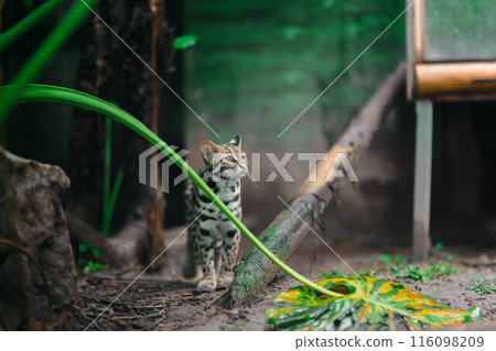 Leopard cat, Prionailurus bengalensis, a small wild cat native to Asia, is patrolling in a Zoo inside China after raining. Very cute but dangerous species. Leopard cat, Prionailurus bengalensis, a small wild cat native to Asia, is patrolling in a Zoo inside China after raining. Very cute but dangerous species. 116098209