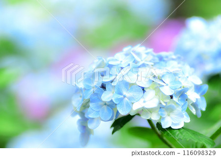 Hydrangea Hydrangea 116098329