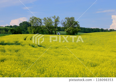 View of the Moravian steppe with a small chapel in a rapeseed field near Kyjov, South Moravia, Czech Republic, Central Europe 116098353