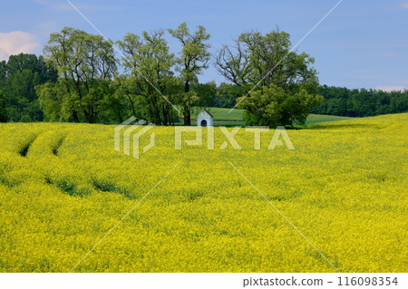 View of the Moravian steppe with a small chapel in a rapeseed field near Kyjov, South Moravia, Czech Republic, Central Europe 116098354