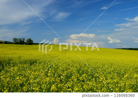 View of the Moravian steppe with a small chapel in a rapeseed field near Kyjov, South Moravia, Czech Republic, Central Europe View of the Moravian steppe with a small chapel in a rapeseed field near Kyjov, South Moravia, Czech Republic, Central Europe 116098360