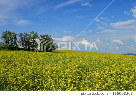 View of the Moravian steppe with a small chapel in a rapeseed field near Kyjov, South Moravia, Czech Republic, Central Europe View of the Moravian steppe with a small chapel in a rapeseed field near Kyjov, South Moravia, Czech Republic, Central Europe 116098368