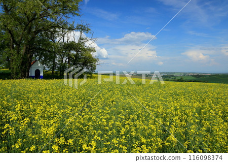 摩拉維亞草原的景色，在中歐捷克共和國南摩拉維亞基約夫附近的油菜田裡建了一座小教堂 116098374