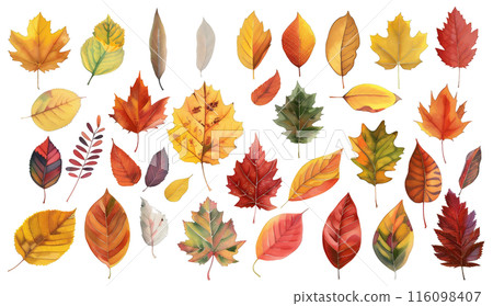 秋天的樹葉素材 116098407