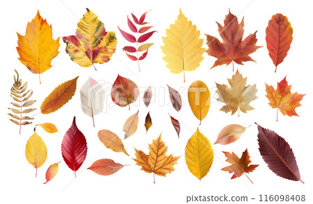 Autumnal leaves material 116098408