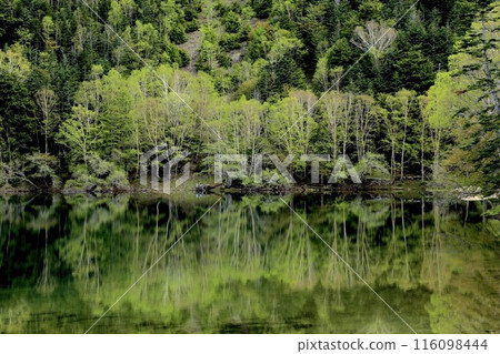 Early morning forest scenery reflected in the water as seen from the campsite 116098444