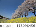 A landscape with blue sky, rape blossoms and cherry blossoms 116098456
